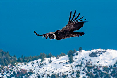 CONDOR CAMP