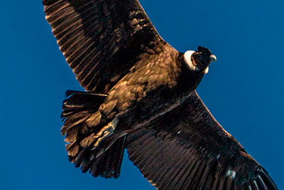 CONDOR CAMP