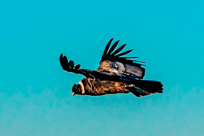 CONDOR CAMP
